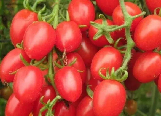 果实成熟|千禧果是几月份的水果