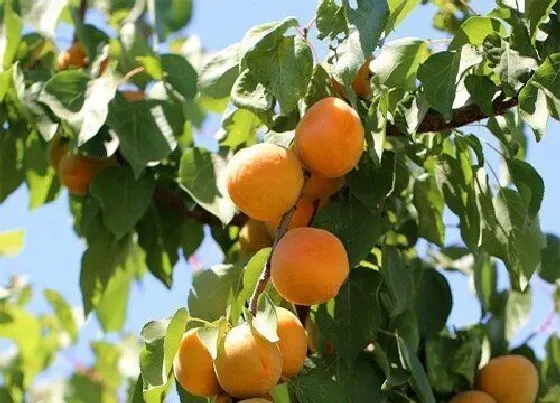 种植位置|杏树适合种在什么地方 种在家里的哪个位置好