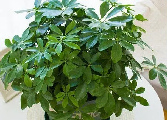 植物修剪|揺钱树怎么修剪 合适修剪时间与正确方法