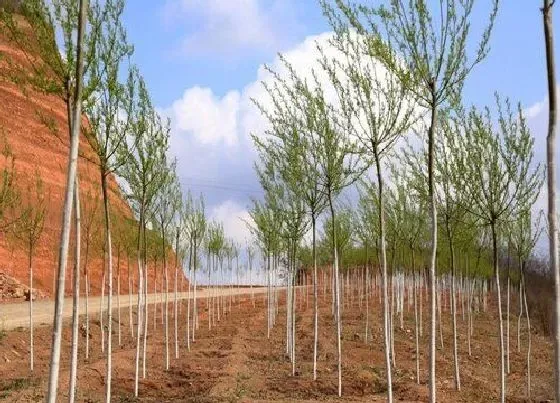 种植管理|行道树种植间距是多少
