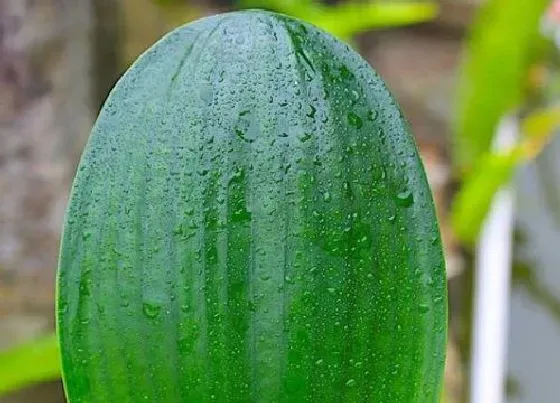 植物毒性|君子兰的汁液有毒吗