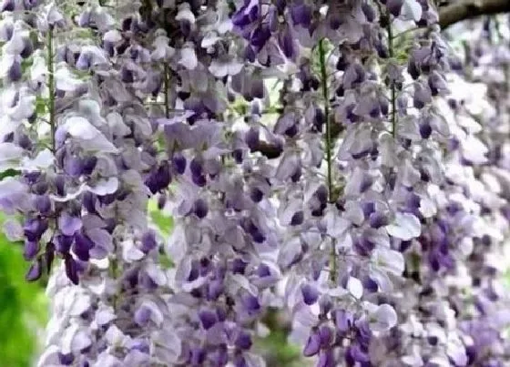 种植管理|紫藤北方可以种吗