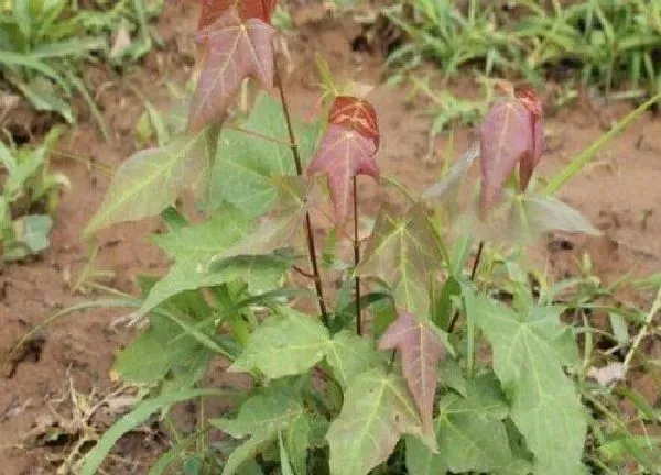 植物发芽|元宝枫怎么发芽快