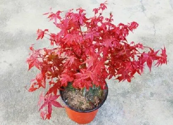 植物发芽|枫树种子多久发芽