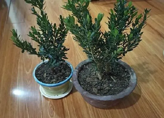 植物修剪|黄杨修剪最佳时间