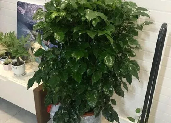 植物百科|幸福树有什么作用