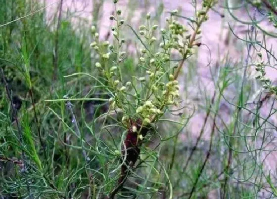 植物百科|沙蒿是什么植物类别