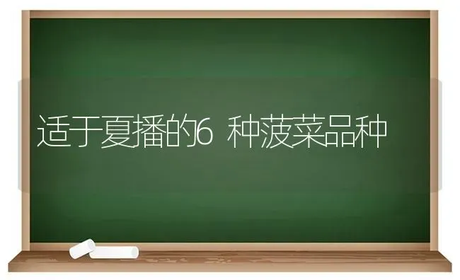 适于夏播的6种菠菜品种 | 蔬菜种植