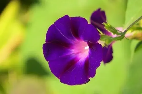 开花时间|牵牛花几月份开花