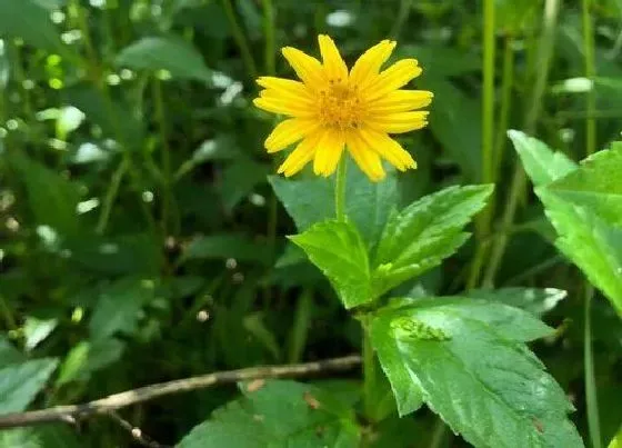 植物种类|蟛蜞菊是藤本植物吗 属于什么科植物