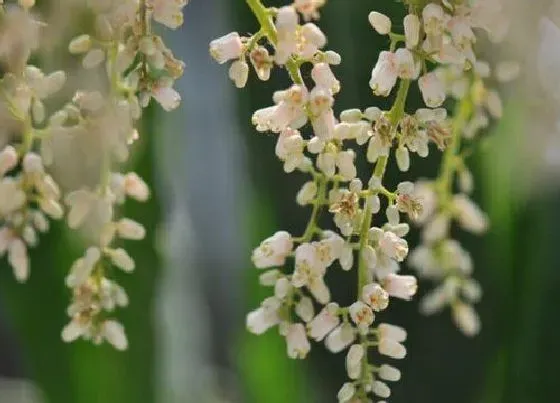 开花时间|香椿什么时候开花