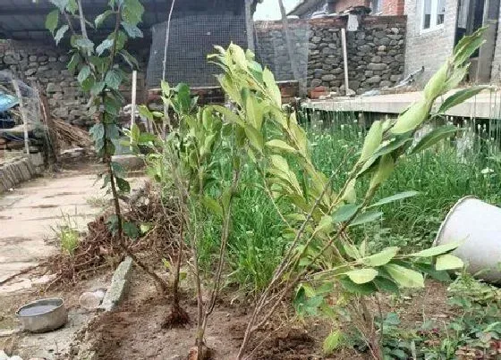 植物产地|榕树是哪个市的市树