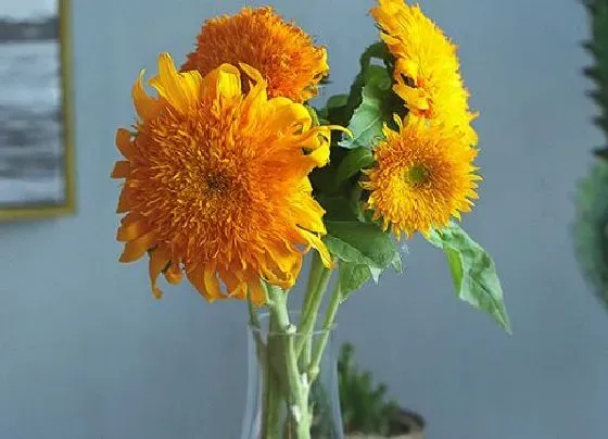 鲜花|向日葵怎么醒花 鲜切向日葵醒花方法与步骤