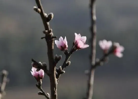 开花时间|冬桃结果什么时候开花