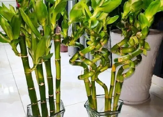 植物百科|转运竹长太高了怎么办