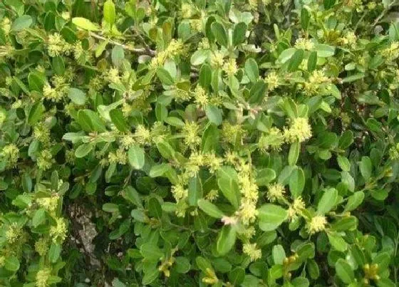 植物百科|小叶黄杨开花吗 属于开花植物