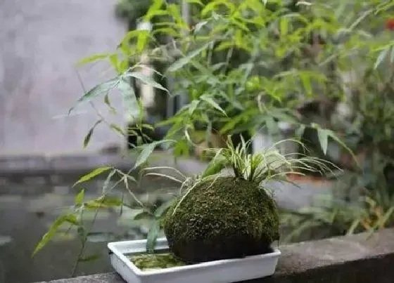 植物百科|菖蒲属于什么植物类型