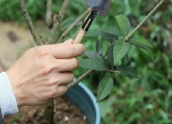 植物修剪|盆栽桂花什么时候剪枝合适
