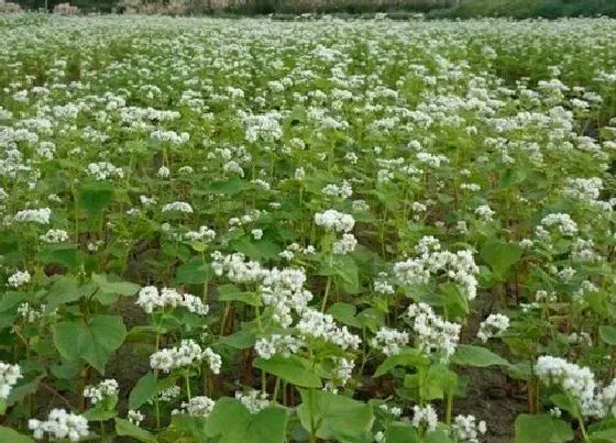 习性特点|荞麦长什么样子