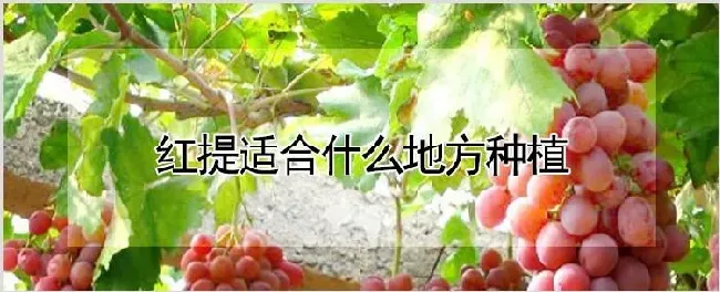 红提适合什么地方种植 | 种植技术