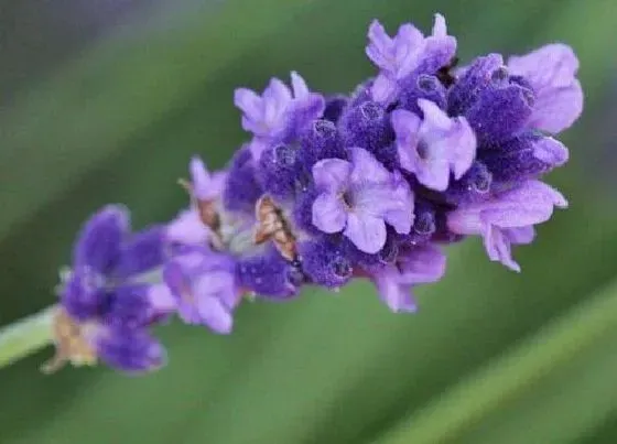 花语|薰衣草的花语是什么