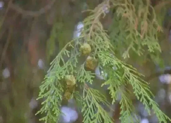 植物产地|百香籽哪里产的最好