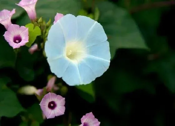 花卉百科|代表复仇的花