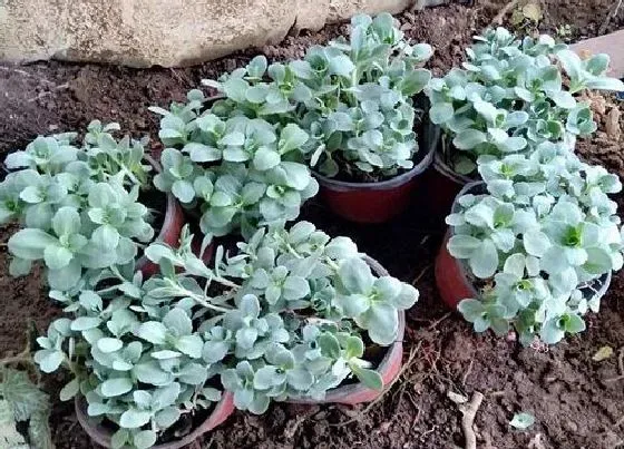 植物百科|景天是什么植物
