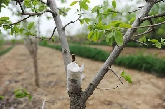 植物嫁接|柿子树嫁接时间和方法