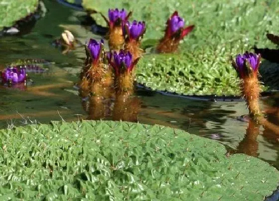 植物百科|芡实是什么植物