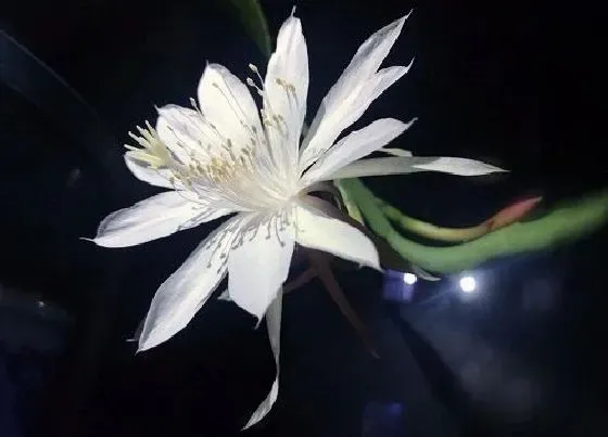 植物百科|昙是什么样子的