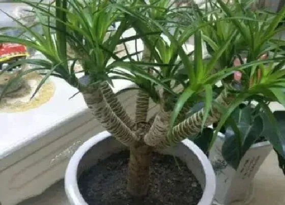 植物百科|龙血树属于什么植物类型