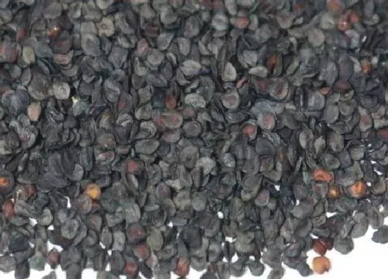 种植方法|洋桔梗的种植方法和时间 播种时间及技术大全