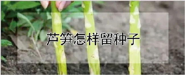 芦笋怎样留种子 | 种植技术