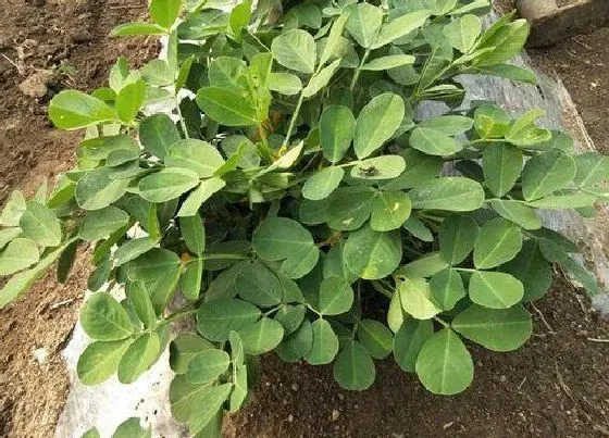 植物施肥|花生施什么肥最好