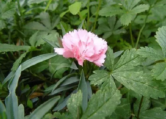 花卉百科|夏天开的花有哪些名字（花名、颜色、样子、图片）