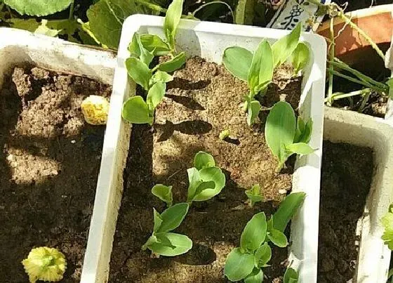 植物播种|玉米什么时候播种最好