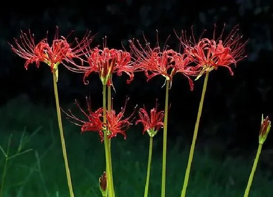 冬天植物|彼岸花冬天会冻死吗