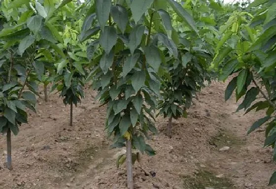 植物修剪|樱桃树什么时候剪枝合适 几月修剪为最佳时间