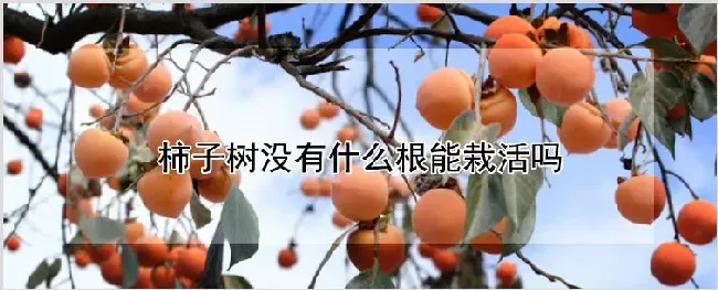 柿子树没有什么根能栽活吗 | 农业技术