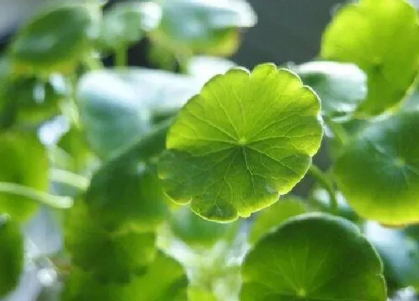 养殖科普|铜钱草能晒太阳吗