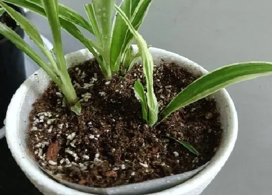 种植百科|吊兰冬天能栽活吗