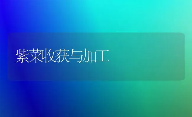 紫菜收获与加工 | 蔬菜种植