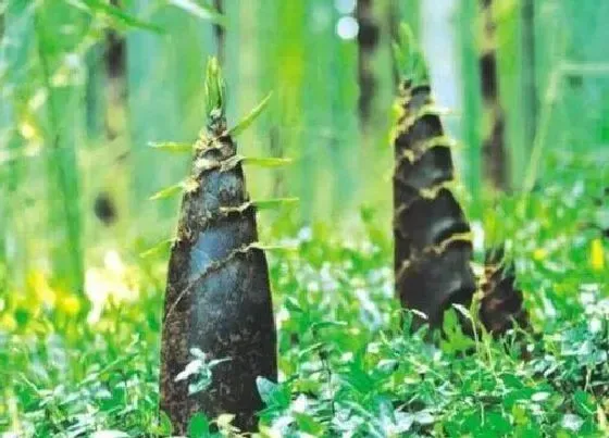 植物百科|竹笋生长在什么地方 生长在哪里