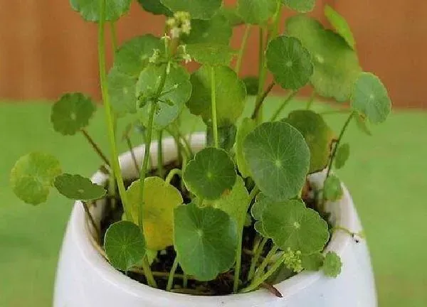 植物浇水|铜钱草需要每天浇水吗