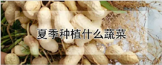 夏季种植什么蔬菜 | 种植资料