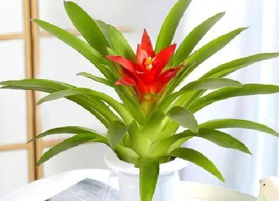 植物寓意|什么花象征着顺利吉祥成功（象征着吉祥如意的花是什么花）