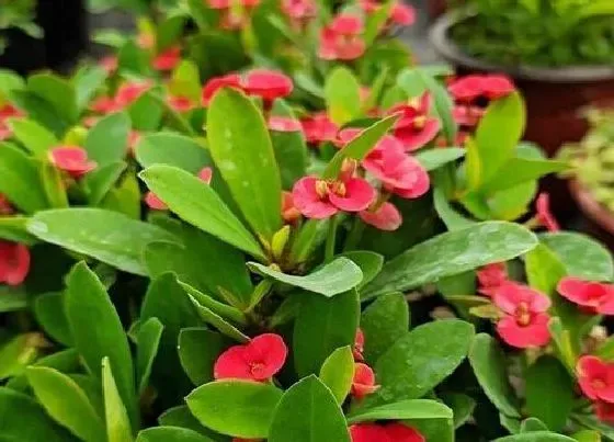 植物寓意|铁海棠的寓意和象征风水