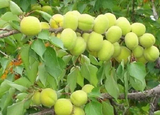 种植位置|杏树适合种在什么地方 种在家里的哪个位置好