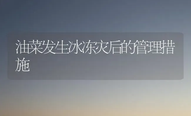 油菜发生冰冻灾后的管理措施 | 粮油作物种植